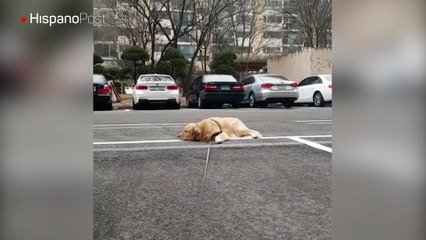 En Japón hay un perro que cuando se cansa de caminar no lo mueve ni un tractor