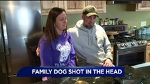 Neighbor Shoots Family's Dog in the Head
