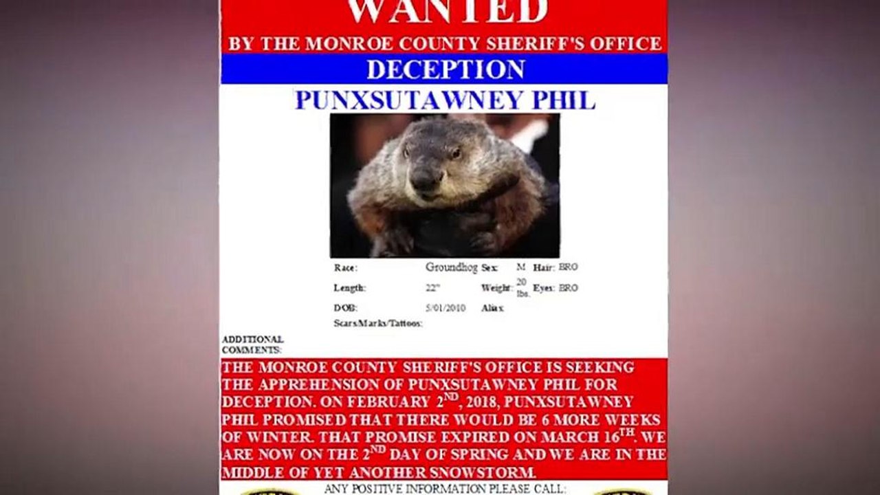 USA: Wetter-Orakel per Steckbrief gesucht