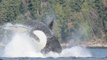 Killer Whale Attacks Sea Lion Near Hornby Island