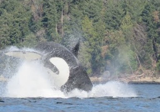 Killer Whale Attacks Sea Lion Near Hornby Island