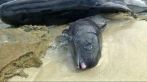 Shark alert: Whales stranded in western Australia