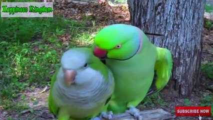 Try Not To Laugh Challenge - Funny bird videos awesome VIDEO