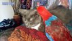 Cute Parrot and Cat  Videos -  Best of Funny Parrots Annoying Cats