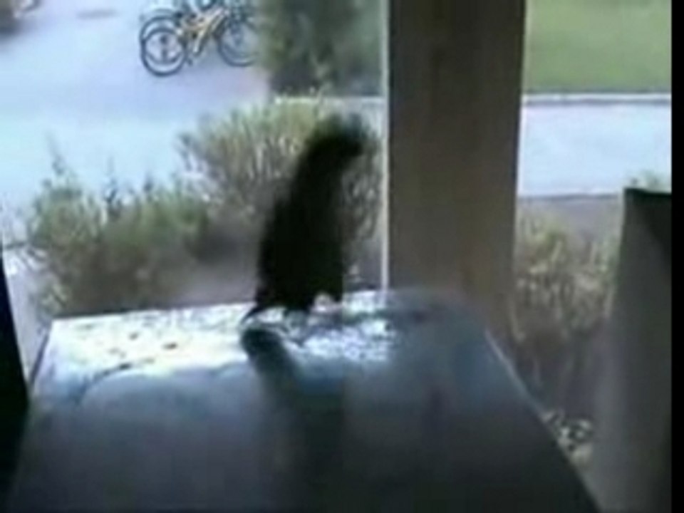 The Techno Parrot