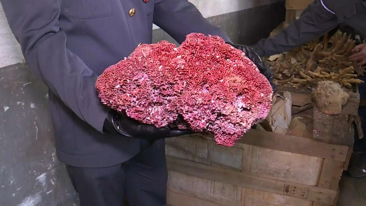 8 Tonnen illegaler Korallen in Genua