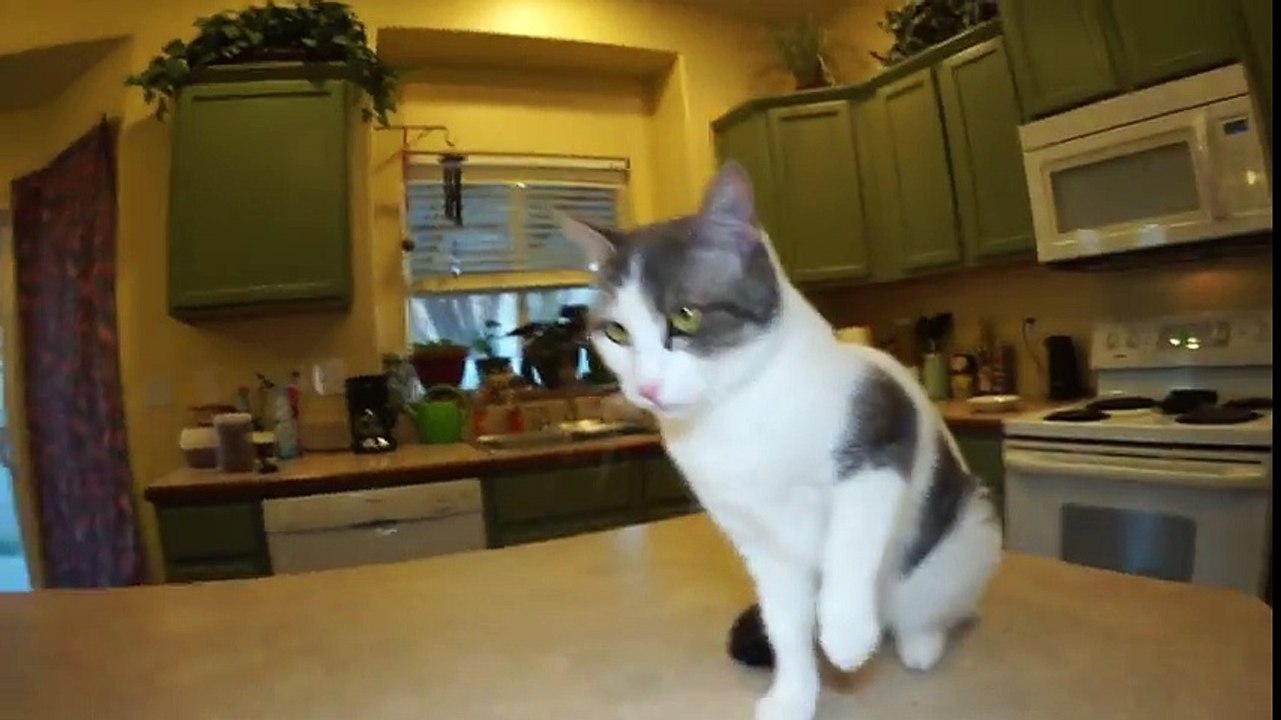 Talking Kitty Cat - World's Most Spoiled Cat