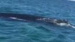 Humpback Whales Get Right Underneath Lucky Kayakers' Boat