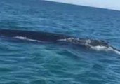 Humpback Whales Get Right Underneath Lucky Kayakers' Boat