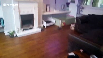 Tiny pooch crawls inside plastic cup on National Puppy Day