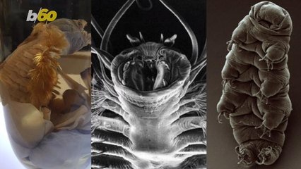 The Most Bizarre Creatures That Live in Polar Regions