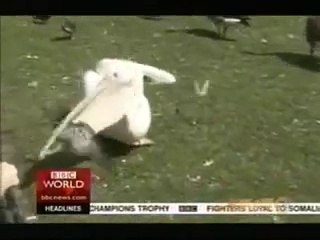 Un pelican avale un pigeon vivant... Miam miam