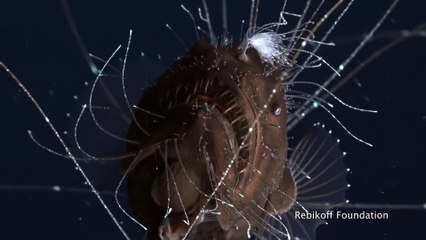 Premières images d'un poisson préhistorique des abysses - Anglerfish