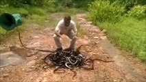 Cet homme libère des centaines de serpent et plonge les mains dans le tas... Dingue