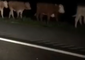 Florida Highway Shut for Hours After Cows Get Loose Following Truck Crash