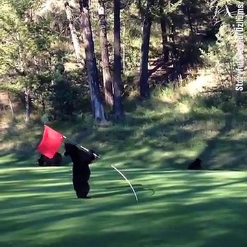 L'ourson qui s'amuse avec le drapeau du trou de golf