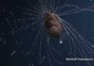 Deep-Sea Anglerfish Pair Seen for First Time