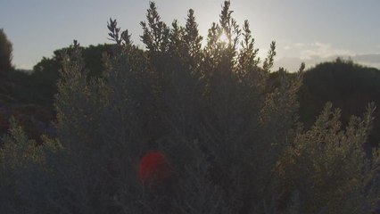 Adrénaline - Surf : 2016 WCT 03 MR VIEWABLE_1