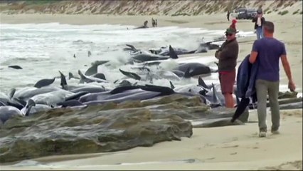 150 baleias encalham em praia na Austrália; pelo menos 135 morreram