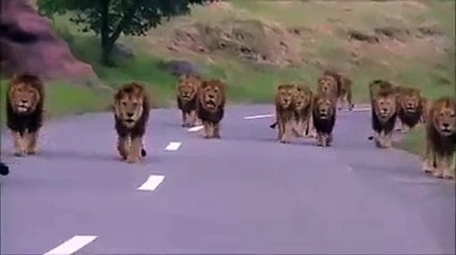 Lions on the road at sasan gir, a group of lion coming from the forest with roar