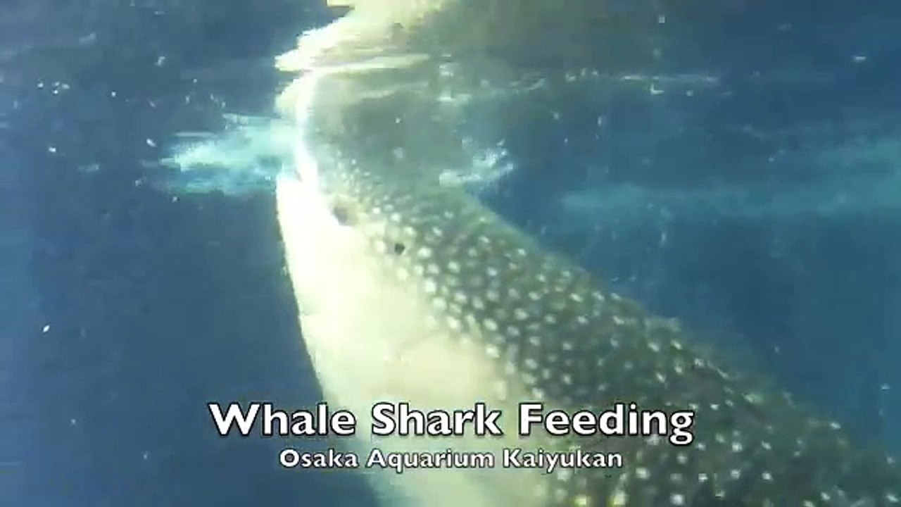 [MP4 360p] Whale Shark Attack_ Whale Shark Eating Human, What happened_