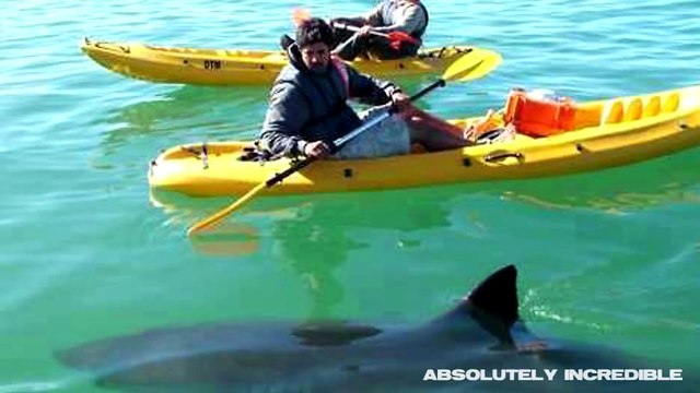 [MP4 1080p] When SHARKS ATTACK! Multiple REAL SHARK ATTACKS caught on camera! (AMAZING WILDLIFE video!)