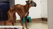 Rescue Officials Share Heartbreaking Photos Of Two Emaciated Dogs
