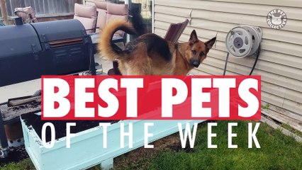 Best Pets of the Week - October 2018 Week 2