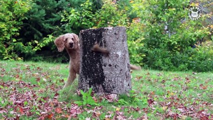 Best Pets of the Week - October 2018 Week 4