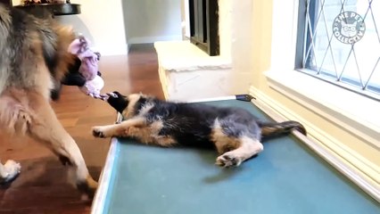 Breed All About It- German Shepherds