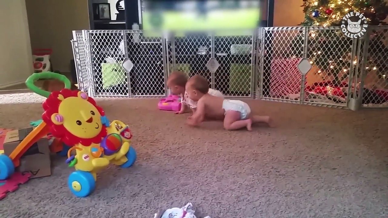 Breed All About It! - Cute Dachshund Videos
