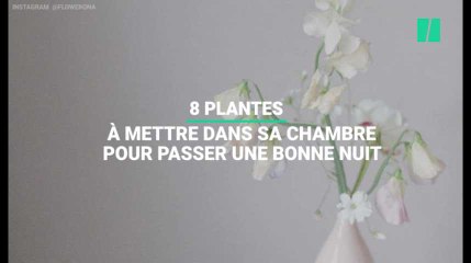 Huit plantes à mettre dans sa chambre pour mieux dormir