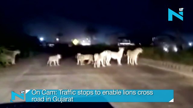 [MP4 1080p] On Cam_ Traffic stops to enable lions cross road in Gujarat