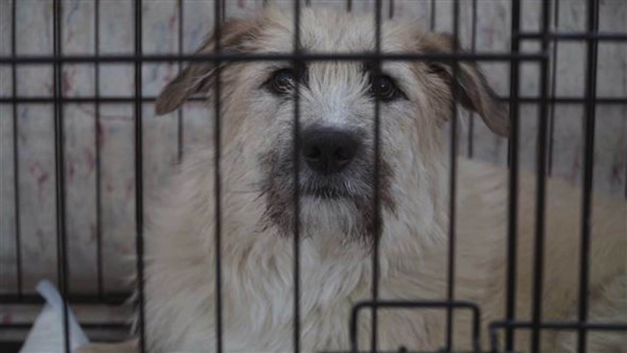 Mutig: yana rettet straßenhunde vor dem todesschwadron