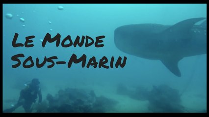 Underworld: requins amicaux et autres oxymorons