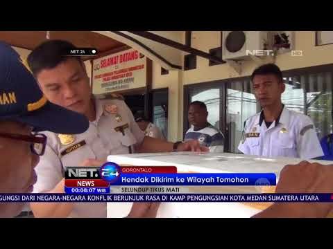 14 Boks Berisi Tikus Mati Diamankan Petugas - NET 24