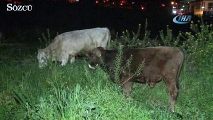 Çoban uyuya kaldı inekler şehre indi