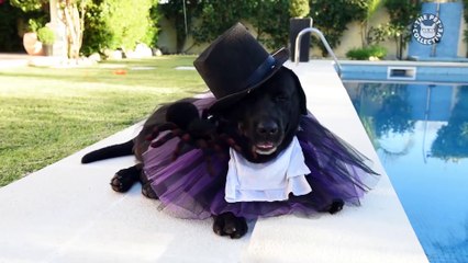 Epic Halloween Pet Costumes - Tricks or Treats-!