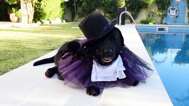 Epic Halloween Pet Costumes - Tricks or Treats-!