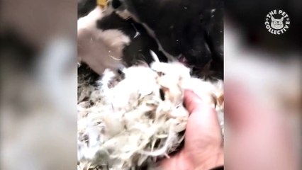 Guilty Dog Tears Up Feather Pillow
