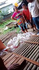 Cats at Slaughtery House Before Sell to the Market - Cat Meat is Popular Food on Asia