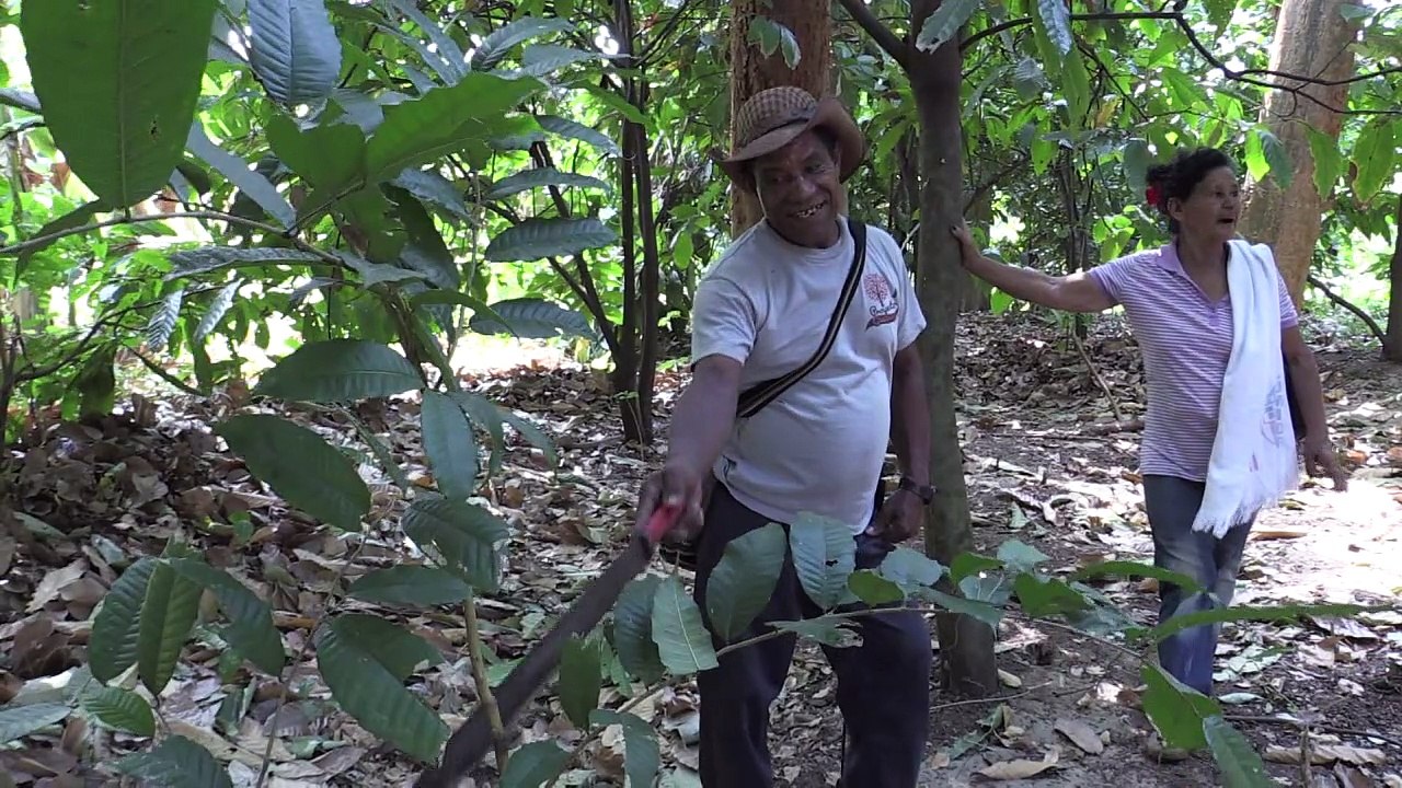 Neues Leben für Kolumbiens 'magische Bäume'