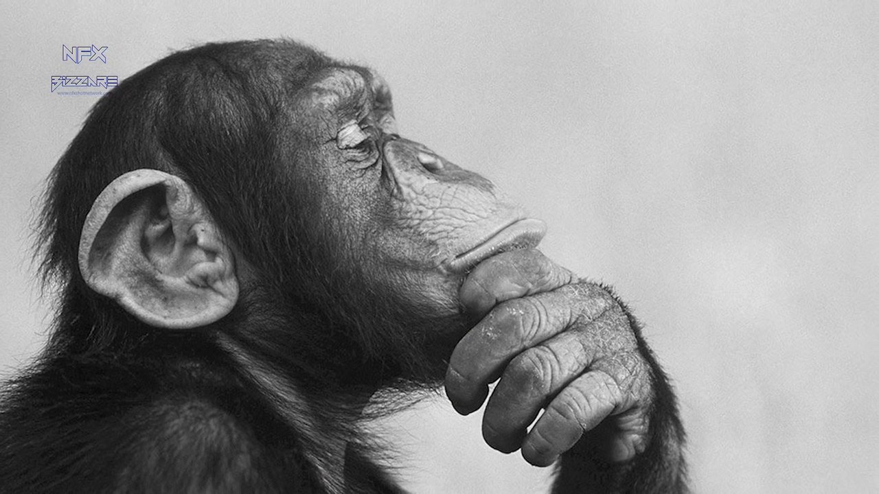 Do Animals Commit Suicide क्या जानवर सुसाइड कर सकते है  Seriously Strange