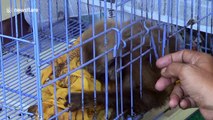 Indonesian police catch illegal wildlife trader with haul of exotic species