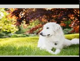 All Dog Breeds In The World - [A to Z] | With Details Part 2
