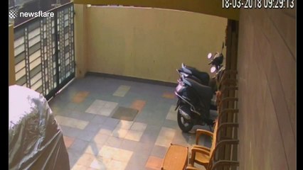 Terrifying moment wild leopard enters home