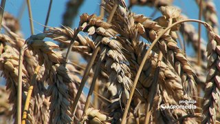 Žetva pšenice u Srbiji se sve više zahuktava, a ratari još ne znaju cenu
