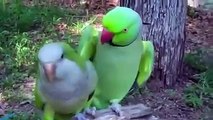 Love birds parrots