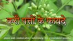 Health Benefits Of Curry Leaves करी पत्तों के फायदे   Ayurveda - Science Of Life