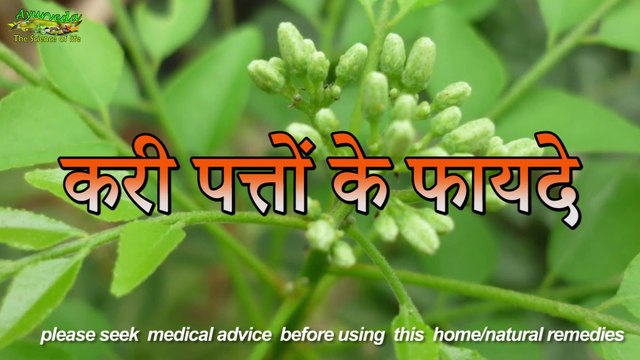 Health Benefits Of Curry Leaves करी पत्तों के फायदे Ayurveda - Science Of Life